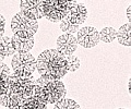 Nanoparticles